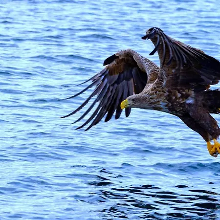 Feriehus Orcas Bay Lofoten *