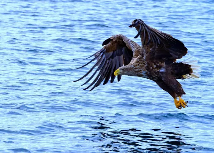 Feriehus Orcas Bay Lofoten *